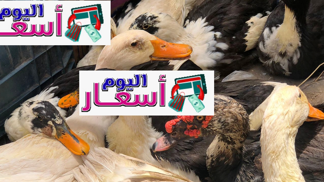 سعر البط السوداني اليوم 2023 | كم سعر كيلو البط في مصر؟